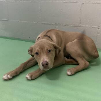 Milo -  Shepherd Dog for Adoption in Enterprise, Alabama - Milo | PetCurious