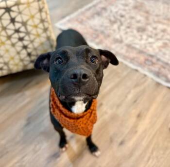 Willow Love Makes Life Sweeter -  Pit Bull Terrier and Labrador Retriever Dog for Adoption in Friendswood, Texas - Willow Love Makes Life Sweeter | PetCurious