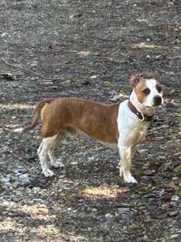 Rescue Pit Bull Terrier and Mixed Breed Dogs for Adoption in Chickamauga, Georgia - King-Adoptable Awaiting S/N | PetCurious
