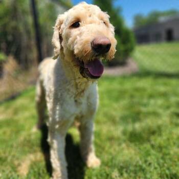 Chicago -  Poodle Dog for Adoption in Fort Wayne, Indiana - Chicago | PetCurious