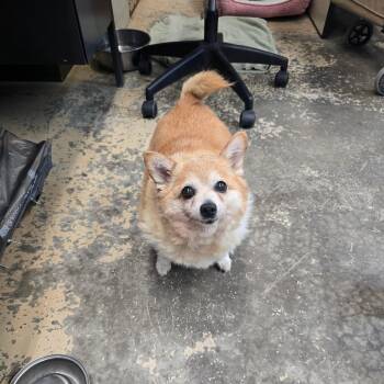 Gena -  Pomeranian Dog for Adoption in Saint Marys, Pennsylvania - Gena | PetCurious