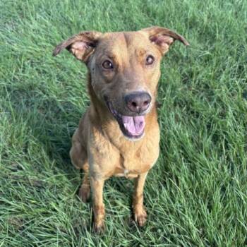 SALLY -  Vizsla and Mixed Breed Dog for Adoption in Conroe, Texas - SALLY | PetCurious