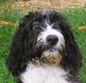 English Springer Spaniel and Poodle Dogs Available for Adoption in Paris, Kentucky - Oliver | PetCurious