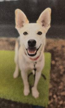 Mixed Breed Dogs Available for Adoption in Cincinnati, Ohio - Ardin | PetCurious