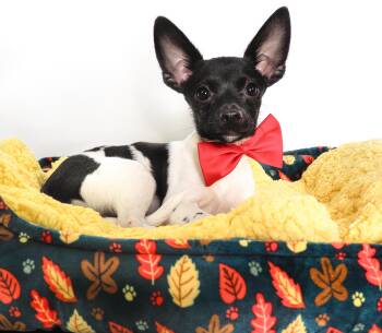 Jersey -  Chihuahua Dog for Adoption in Phoenix, Arizona - Jersey | PetCurious
