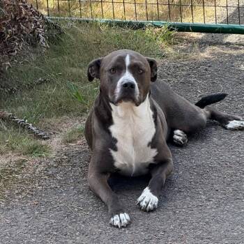 Rescue Mixed Breed Dogs for Adoption in Fort Bragg, California - Alkeidus AKA George | PetCurious