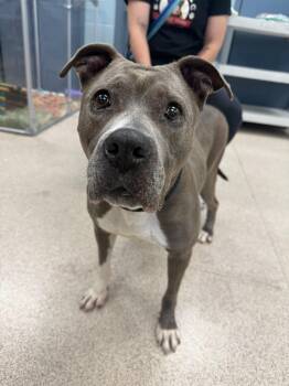 Pit Bull Terrier Dogs Available for Adoption in Teterboro, New Jersey - Cassie | PetCurious