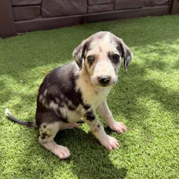Blue 6428 -  Mixed Breed Dog for Adoption in Loxahatchee Groves, Florida - Blue 6428 | PetCurious