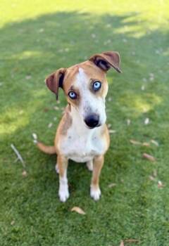 Foxhound and Mixed Breed Dogs Available for Adoption - Leela - 1 | PetCurious