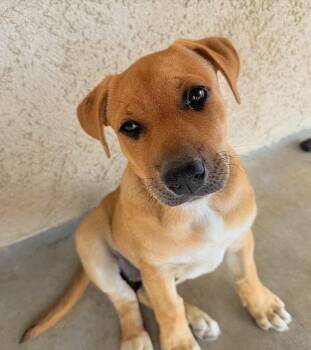 Butter -  Black Mouth Cur Dog for Adoption in Harlingen, Texas - Butter | PetCurious
