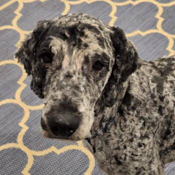 Goldendoodle Dogs Available for Adoption in Normal, Illinois - Thunder | PetCurious