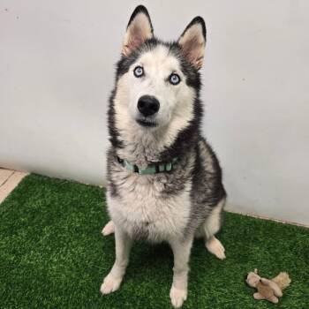 Hoonah -  Husky Dog for Adoption in Columbia, Missouri - Hoonah | PetCurious