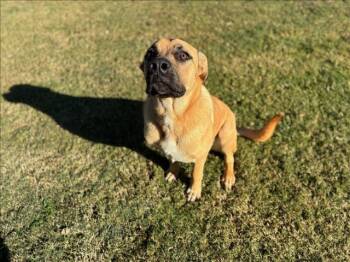 Rescue Mastiff and Mixed Breed Dogs for Adoption in Grovetown, Georgia - REID | PetCurious