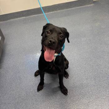 Beyonce -  Mixed Breed Dog for Adoption in Saint Joseph, Missouri - Beyonce | PetCurious