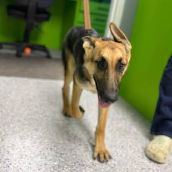Goose -  German Shepherd Dog and Mixed Breed Dog for Adoption in Tyler, Texas - Goose | PetCurious