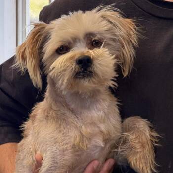 Frazier/CCCAS -  Shih Tzu and Mixed Breed Dog for Adoption in San Pablo, California - Frazier/CCCAS | PetCurious