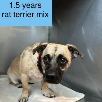 Grimsby -  Rat Terrier and None Dog for Adoption in Tampa, Florida - Grimsby | PetCurious