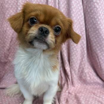 Hades -  Pekingese and Mixed Breed Dog for Adoption in San Antonio, Texas - Hades | PetCurious