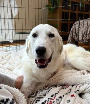 Retriever and Great Pyrenees Dogs Available for Adoption in Evergreen, Colorado - Bella | PetCurious
