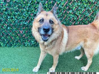 Rescue Mixed Breed Dogs for Adoption in West Palm Beach, Florida - TEDDY | PetCurious