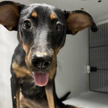 Hot Girl Summer -  Doberman Pinscher and Labrador Retriever Dog for Adoption in Beaumont, Texas - Hot Girl Summer | PetCurious