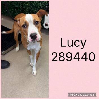 LUCY -  Mixed Breed Dog for Adoption in Macon, Georgia - LUCY | PetCurious