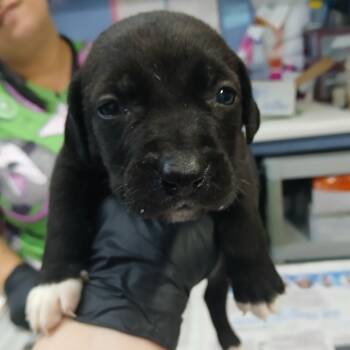 Aisha (Lola Pup 4) -  Hound and Mixed Breed Dog for Adoption in Marble, North Carolina - Aisha (Lola Pup 4) | PetCurious
