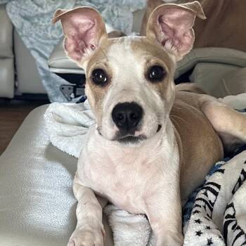 Mixed Breed Dogs Available for Adoption in Hobe Sound, Florida - Butters | PetCurious