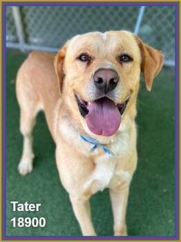 Labrador Retriever and Golden Retriever Dogs Available for Adoption in Marietta, Georgia - TATER | PetCurious