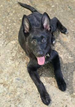 Peppercorn -  German Shepherd Dog Dog for Adoption in Warren, Michigan - Peppercorn | PetCurious