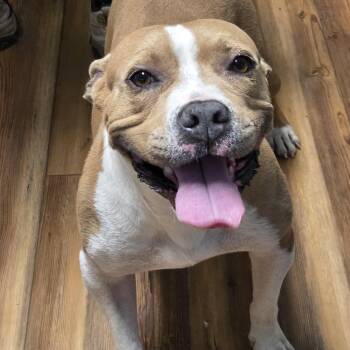 Emma -  Bull Terrier Dog for Adoption in Jasper, Georgia - Emma | PetCurious
