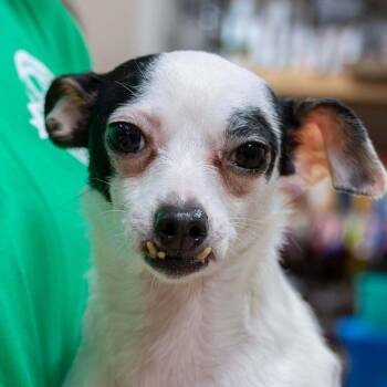 Chihuahua Dogs Available for Adoption - Hope | PetCurious