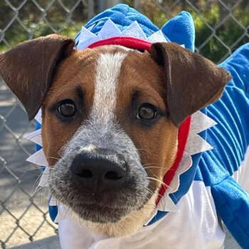 Cosmo -  Australian Cattle Dog Blue Heeler Dog for Adoption in Fenton, Michigan - Cosmo | PetCurious