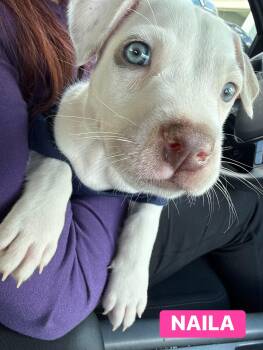 Rescue American Bulldog and Pit Bull Terrier Dogs for Adoption in Lutz, Florida - Nalia | PetCurious