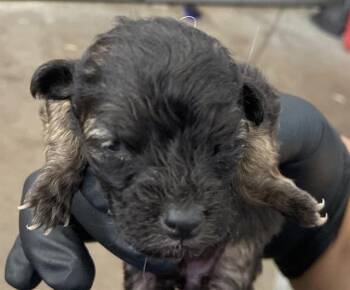 NELLY -  Mixed Breed Dog for Adoption in Dallas, Texas - NELLY | PetCurious