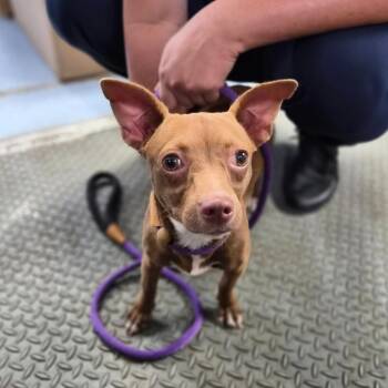 Chihuahua and Terrier Dogs Available for Adoption in Wahiawa, Hawaii - Paris | PetCurious