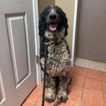 McDreamy -  Standard Poodle Dog for Adoption - McDreamy | PetCurious
