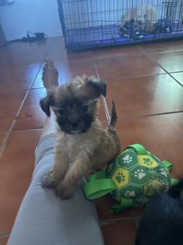 Sophia -  Shih Tzu and Chihuahua Dog for Adoption in Tucson, Arizona - Sophia | PetCurious