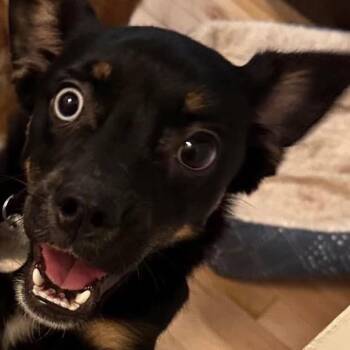 Caris -  Chihuahua Dog Available for Adoption in Lubbock, Texas - Caris | PetCurious