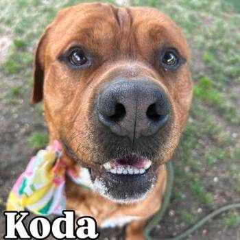 Koda -  Mixed Breed Dog for Adoption in Hampton Bays, New York - Koda | PetCurious