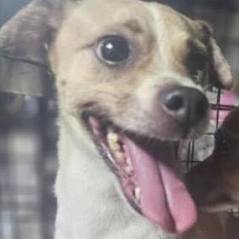 Rescue Chihuahua Dogs for Adoption in San Juan, San Juan - BamBam | PetCurious