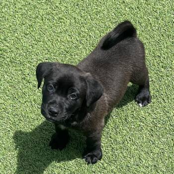 Black Labrador Retriever Dogs Available for Adoption in Loxahatchee Groves, Florida - St. Patrick 5847 | PetCurious