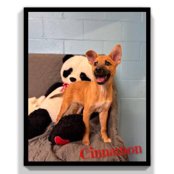 Cinnamon -  Mixed Breed Dog Available for Adoption in Fredericksburg, Virginia - Cinnamon | PetCurious