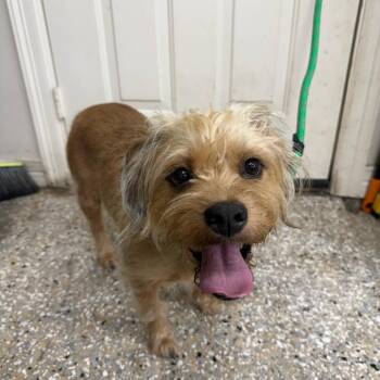 Pine -  Terrier Dog for Adoption in New York, New York - Pine | PetCurious