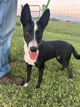Rescue Australian Kelpie Dogs for Adoption in Harlingen, Texas - Keeper | PetCurious