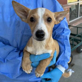 Chiquilin -  Chihuahua and Mixed Breed Dog for Adoption in San Antonio, Texas - Chiquilin | PetCurious
