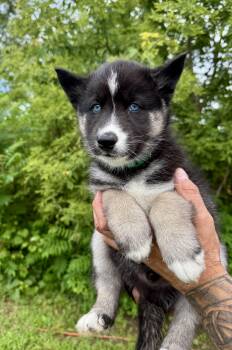 Spartacus -  Husky and German Shepherd Dog Dog for Adoption in Iron Ridge, Wisconsin - Spartacus | PetCurious