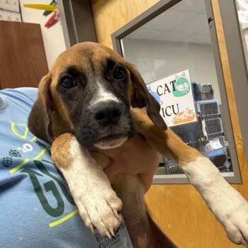 Amour -  Boxer and Mixed Breed Dog for Adoption in West Point, Mississippi - Amour | PetCurious