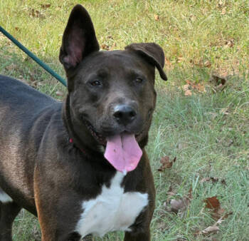 Rescue Mixed Breed Dogs for Adoption in Dallas, Texas - Rodger | PetCurious