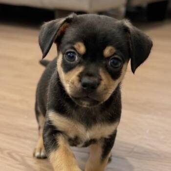 Chihuahua Dogs Available for Adoption in La Grange, Kentucky - Tagalong | PetCurious